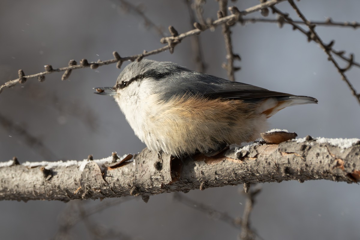Повзик звичайний - ML646633866