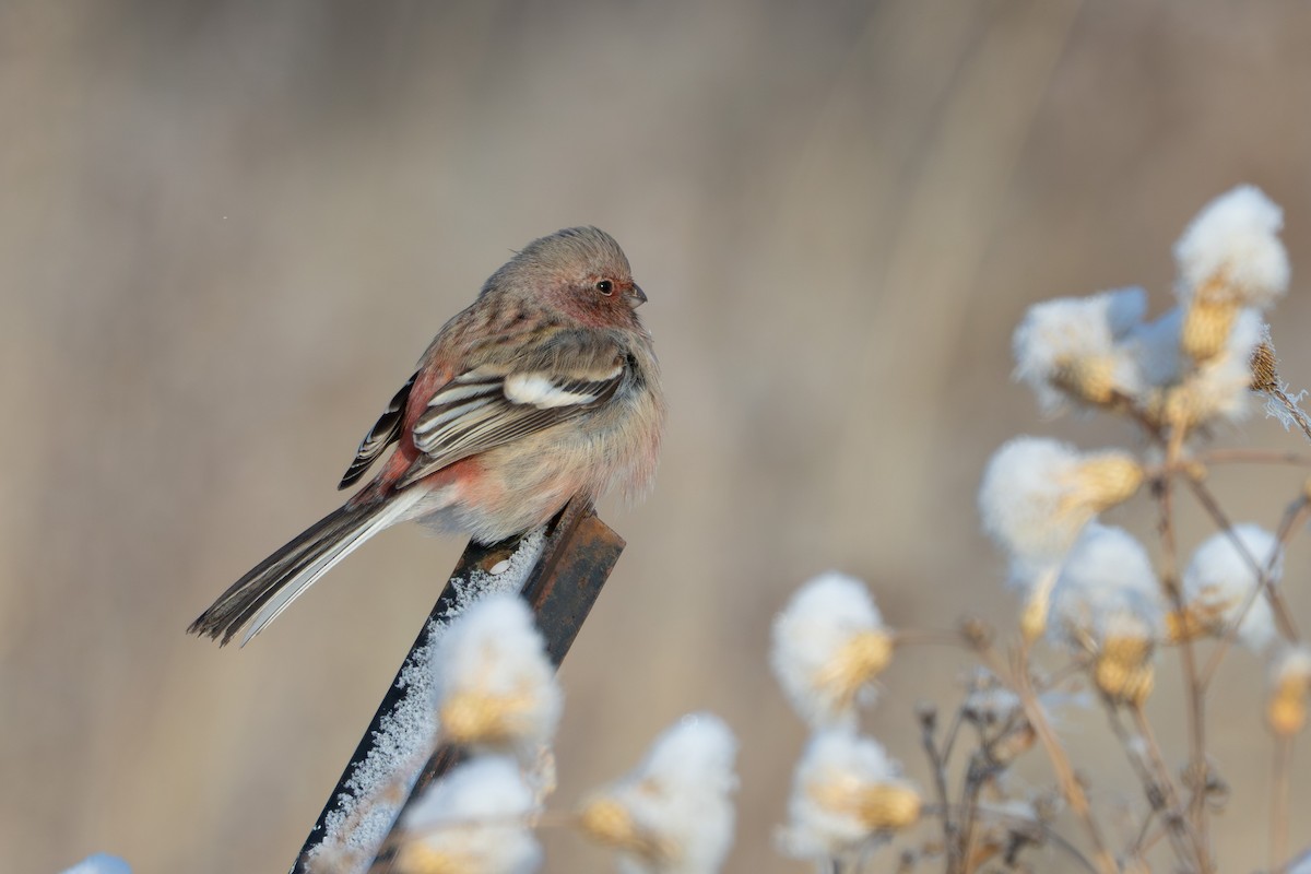 Long-tailed Rosefinch - ML646633867