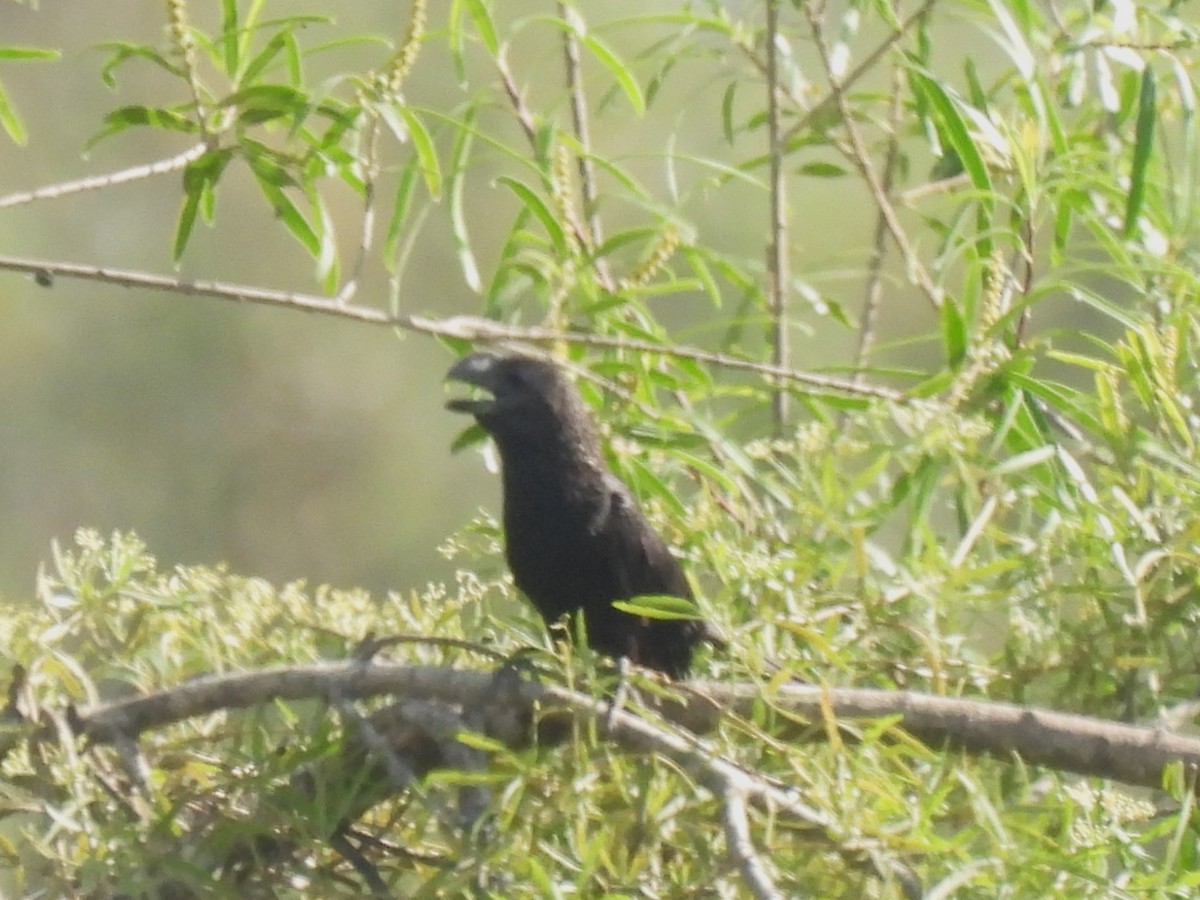 Smooth-billed Ani - ML646633868