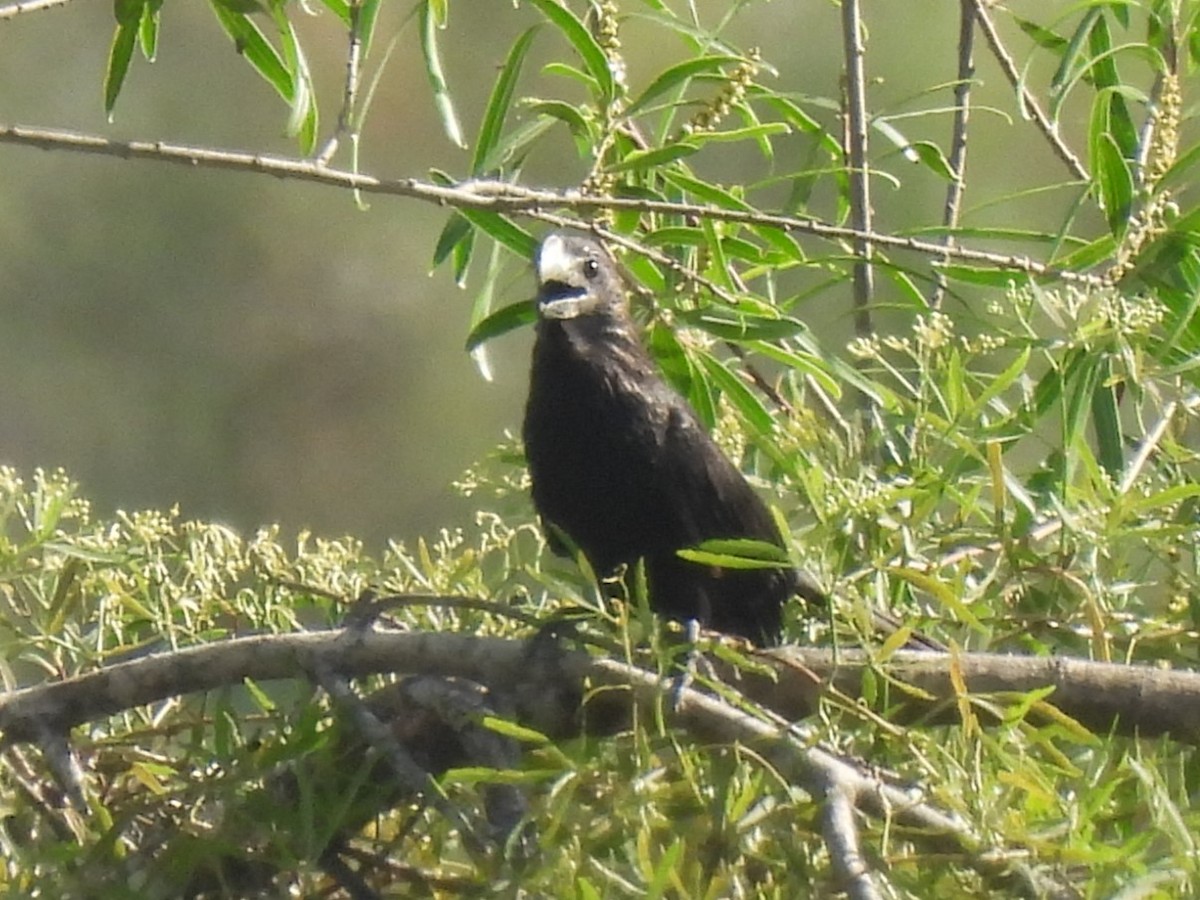 Smooth-billed Ani - ML646633872