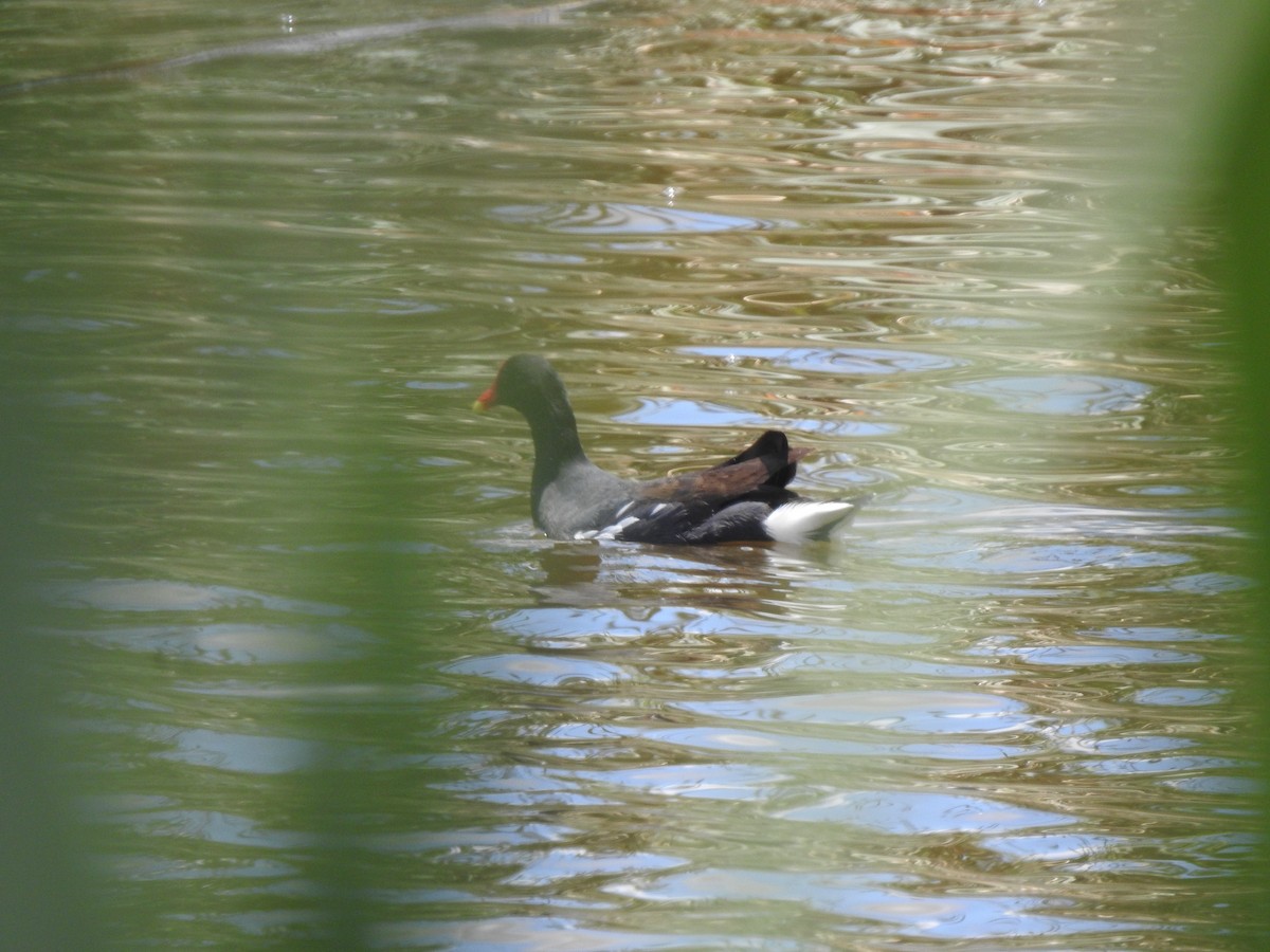 Amerikateichhuhn - ML646633875