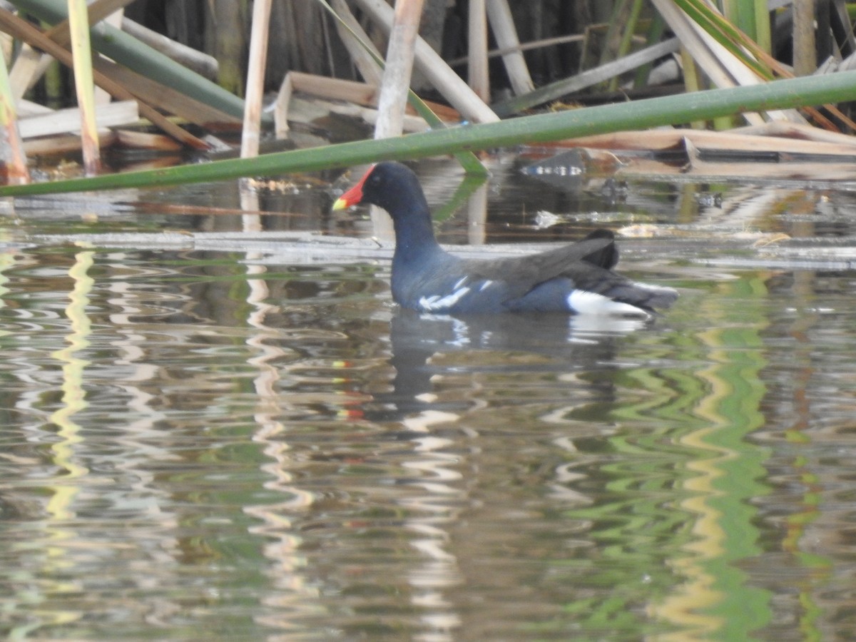 Amerikateichhuhn - ML646633876