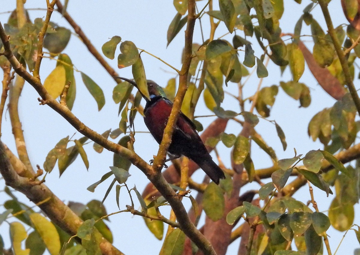 strdimil krásný - ML646633877