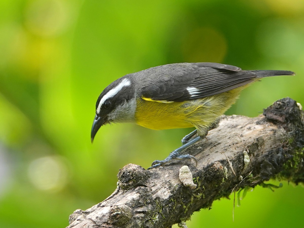 Zuckervogel - ML646633878