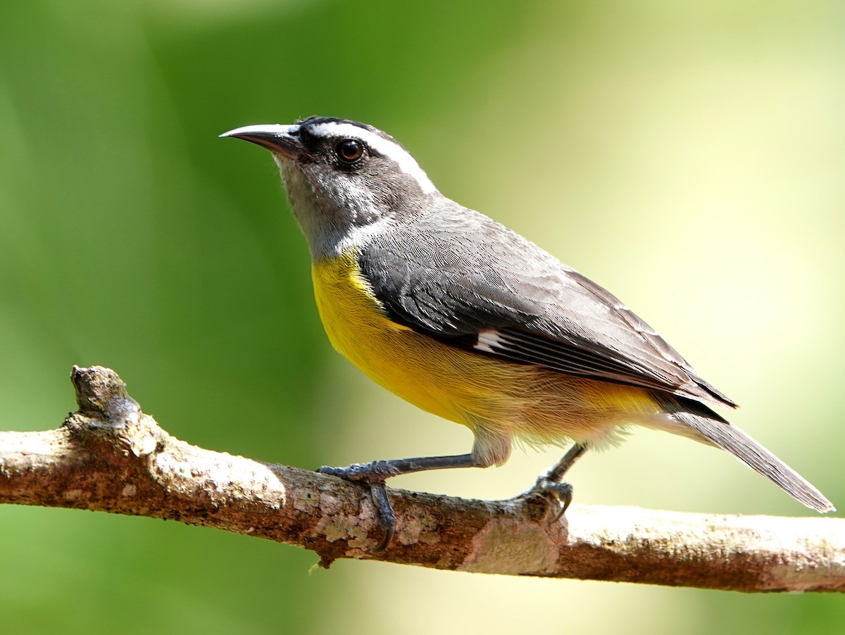 Zuckervogel - ML646633879