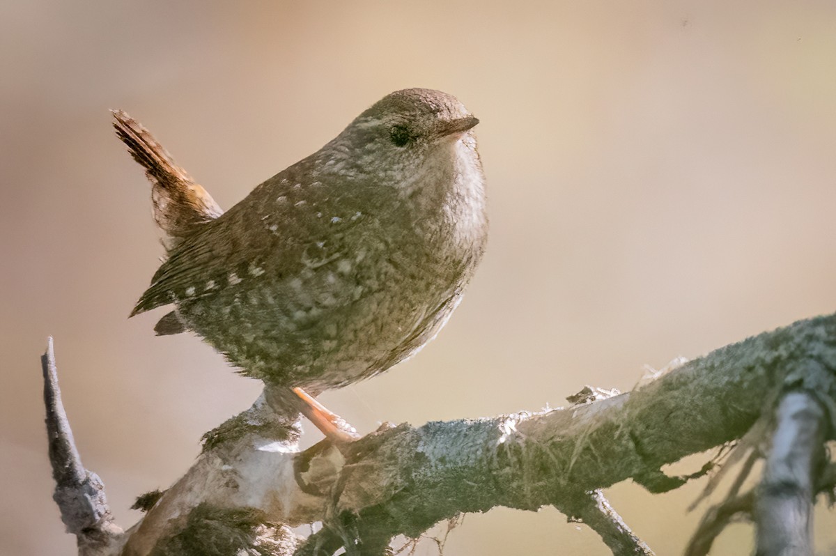 vintersmett - ML646633880