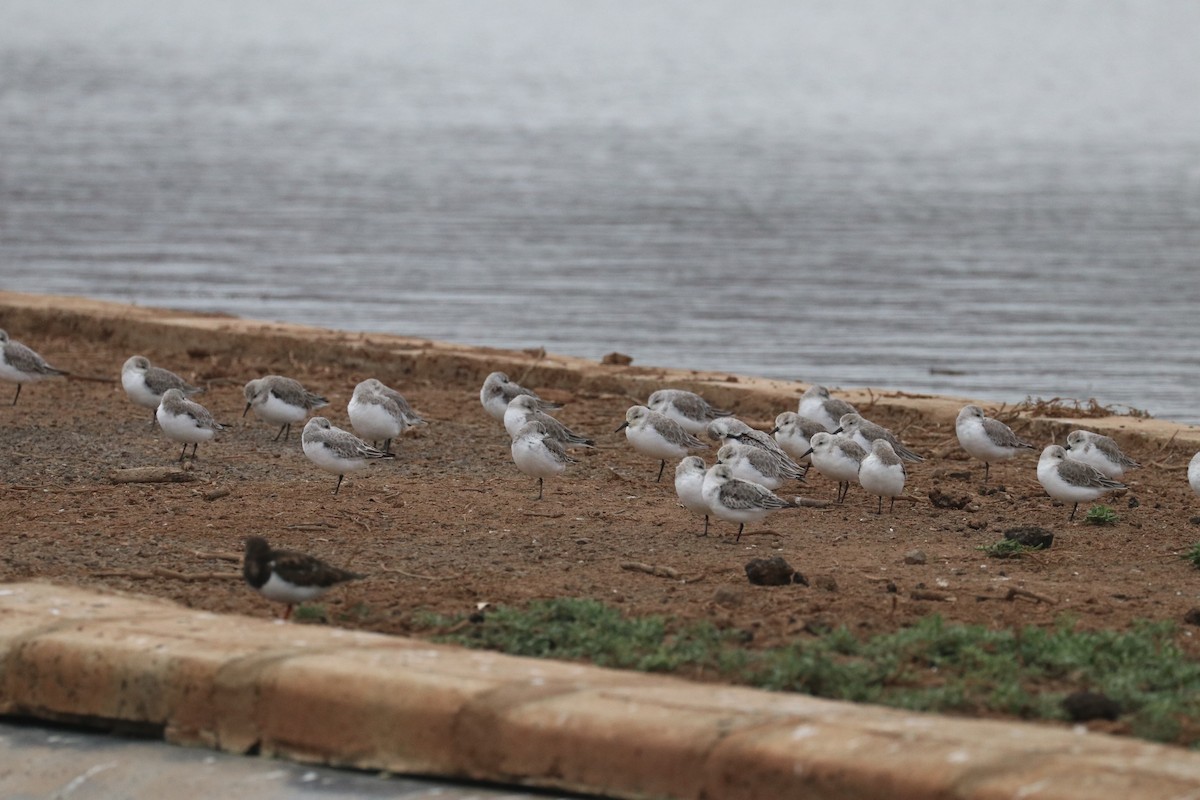 חופית לבנה - ML646633884
