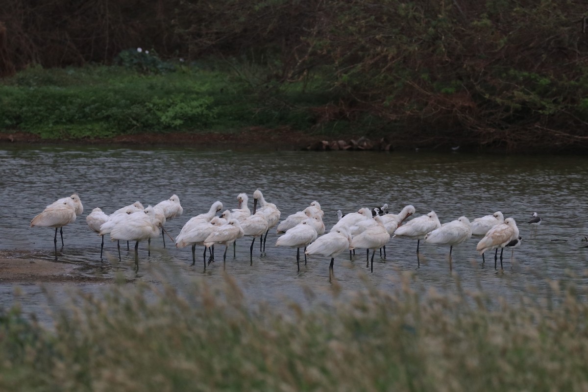 כפן - ML646633890