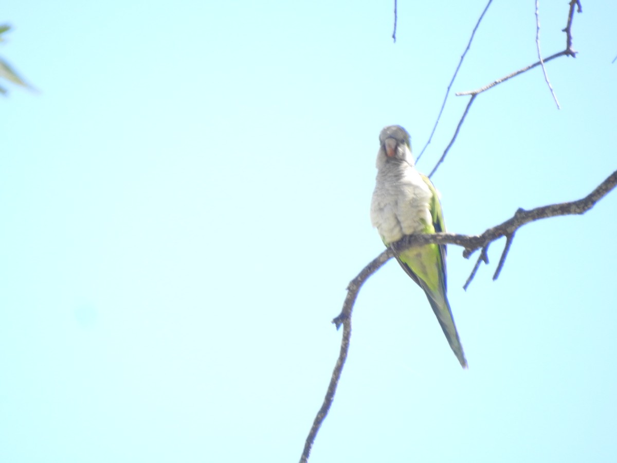 Mönchssittich - ML646633898