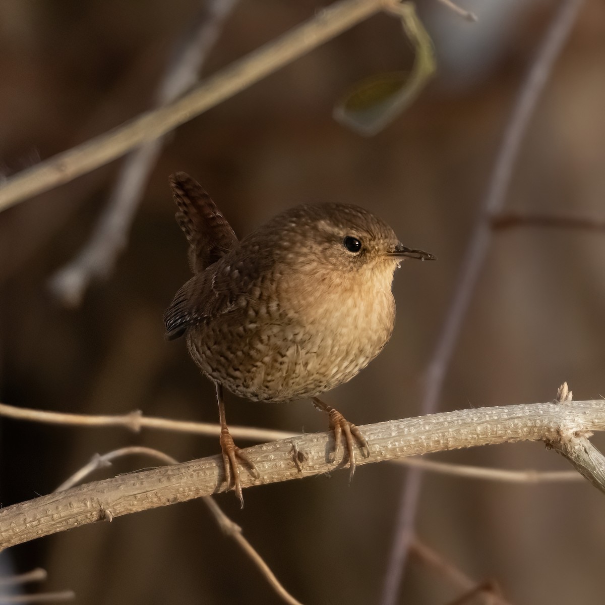 Winter Wren - ML646633916