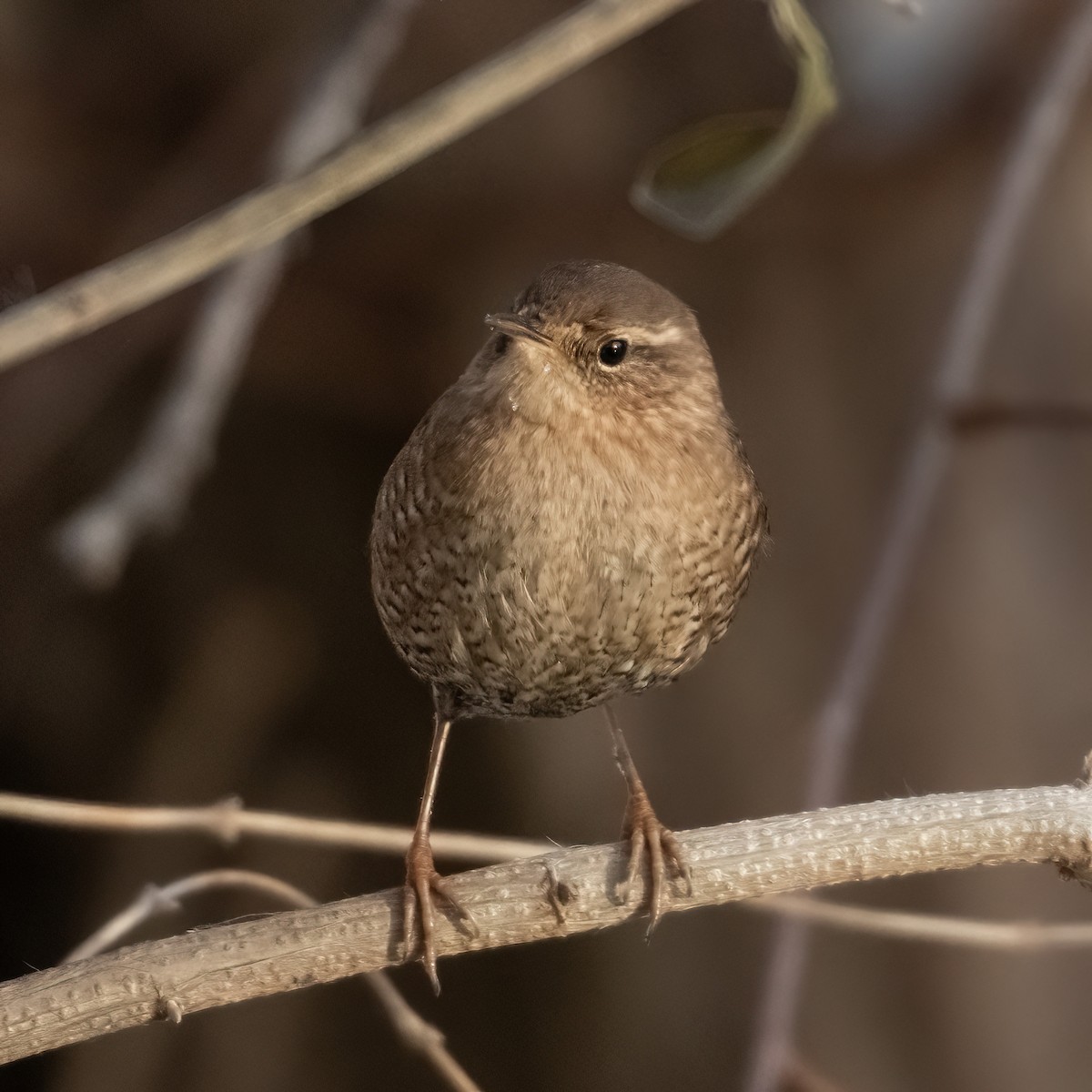 Winter Wren - ML646633917
