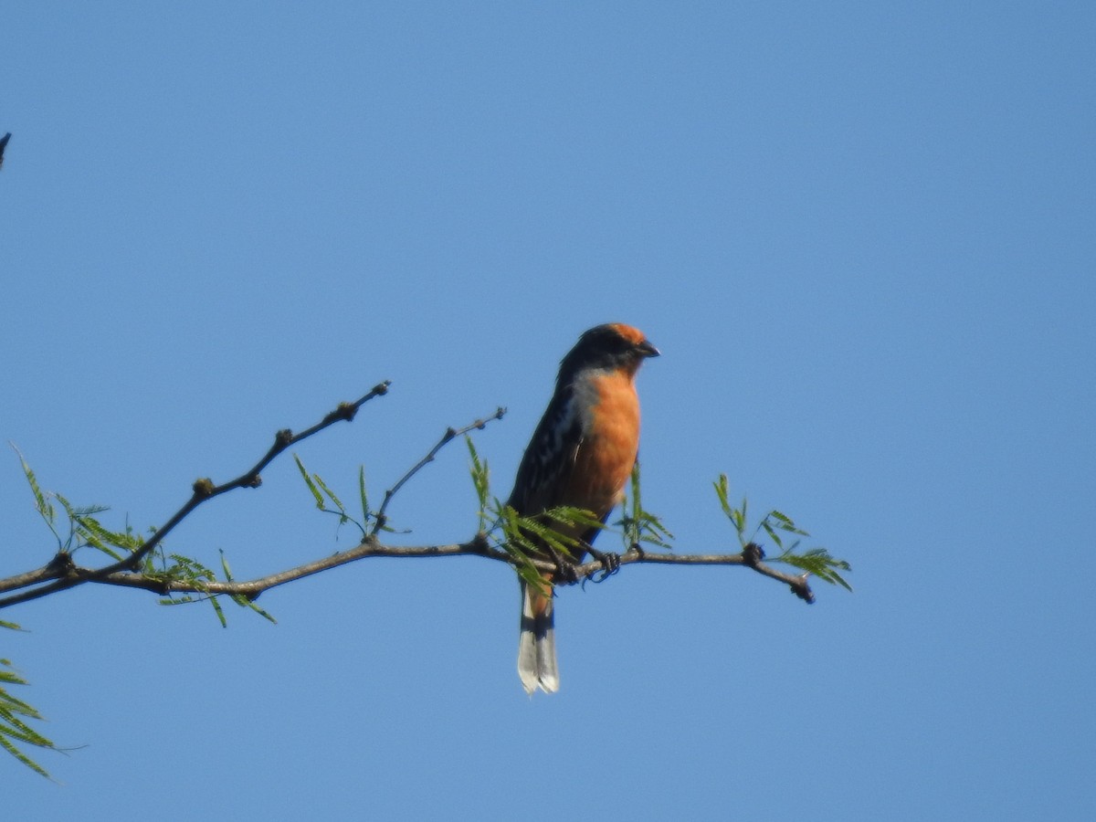 Zweibinden-Pflanzenmäher - ML646633918