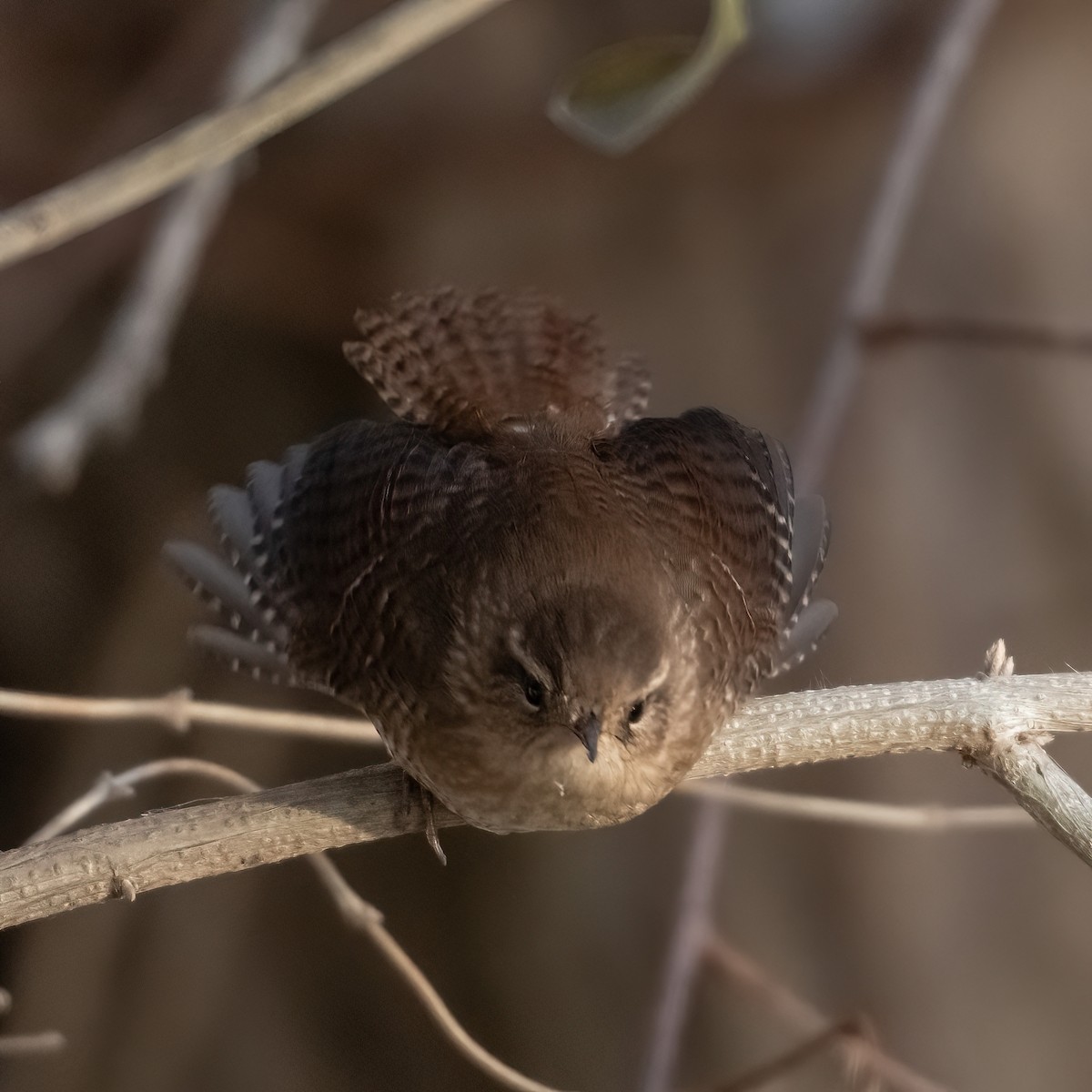 Winter Wren - ML646633919