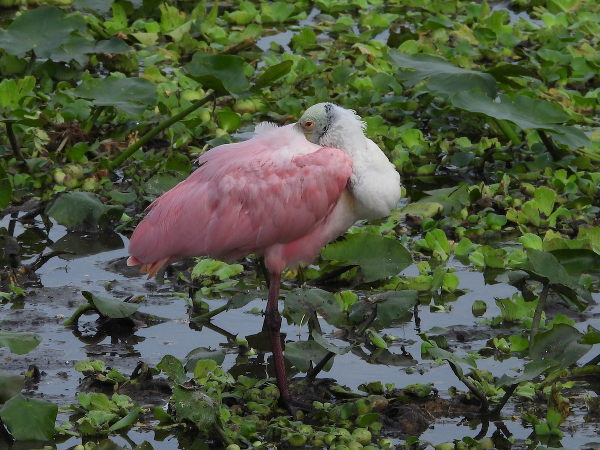 Roseate Spoonbill - ML646633921