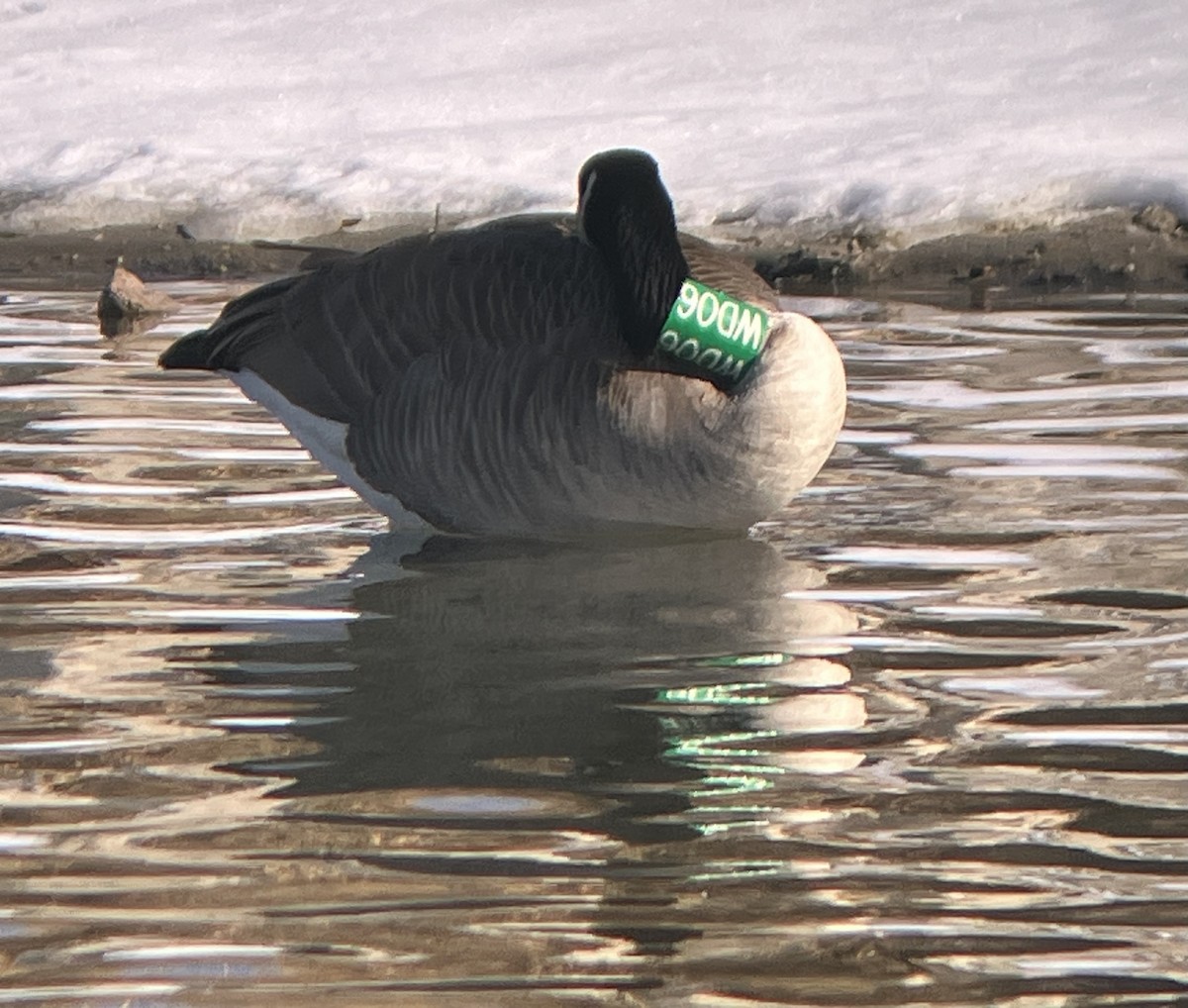 Canada Goose - ML646633922
