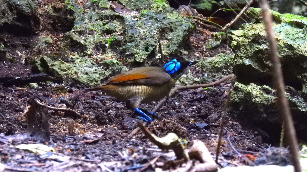 rajka holohlavá - ML646633927