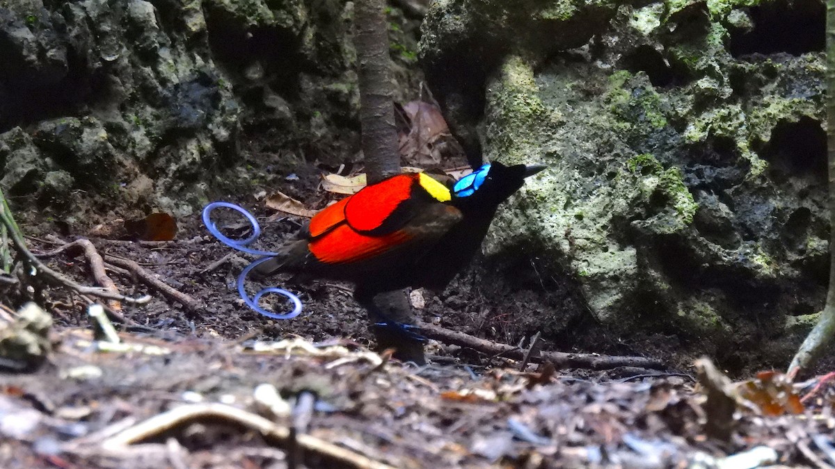 rajka holohlavá - ML646633928