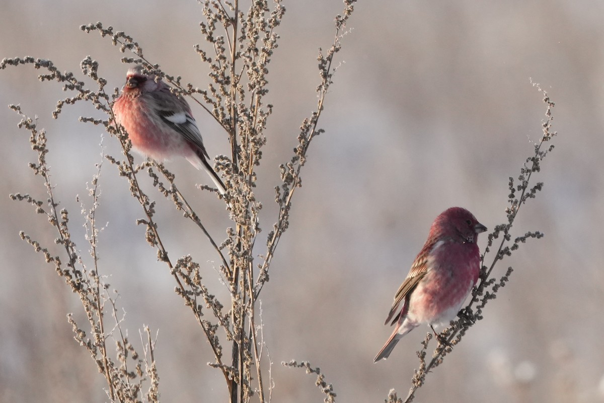 Pallas's Rosefinch - ML646633929