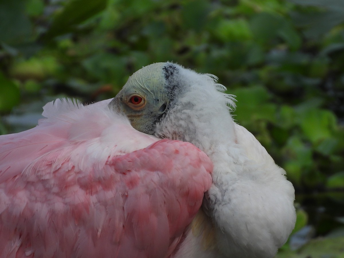 Roseate Spoonbill - ML646633930