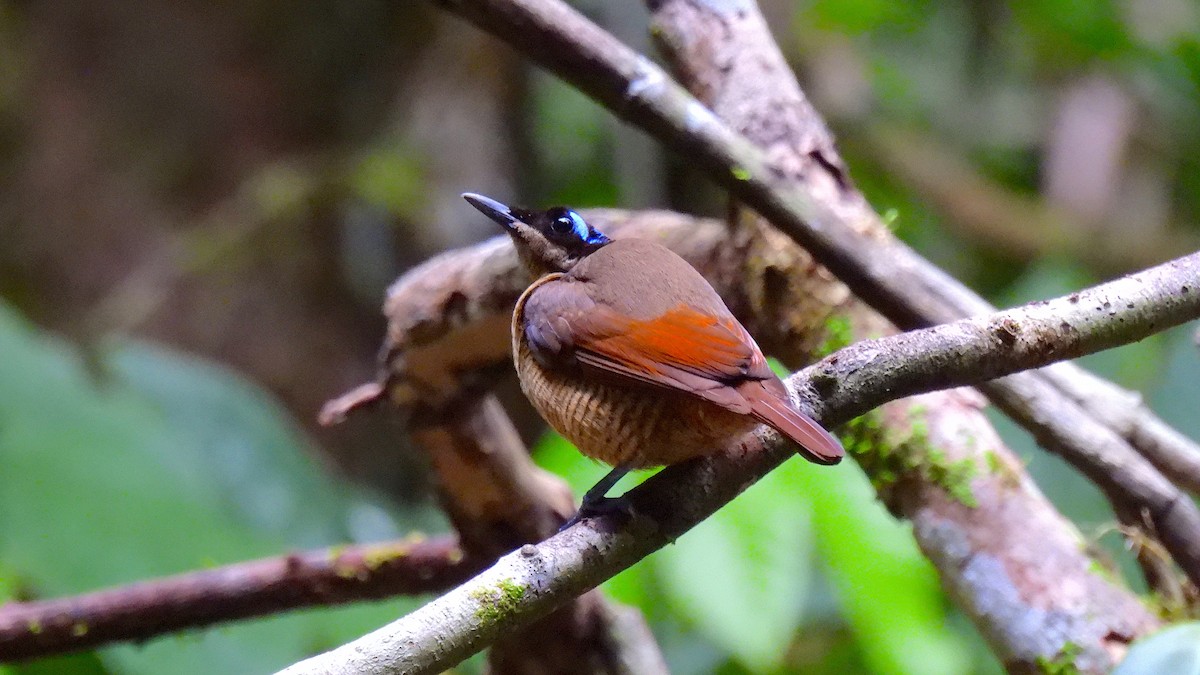 rajka holohlavá - ML646633932