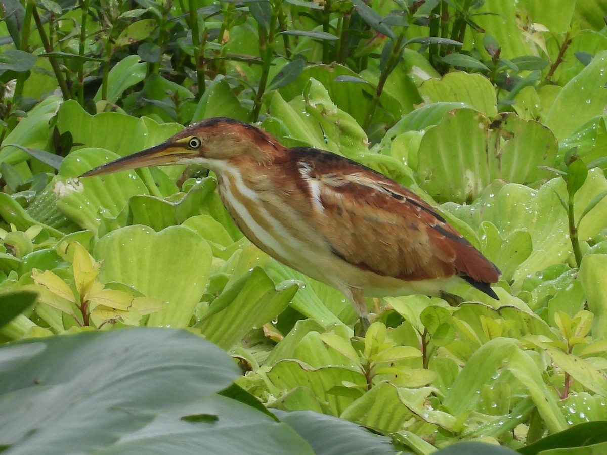 Least Bittern - ML646633934