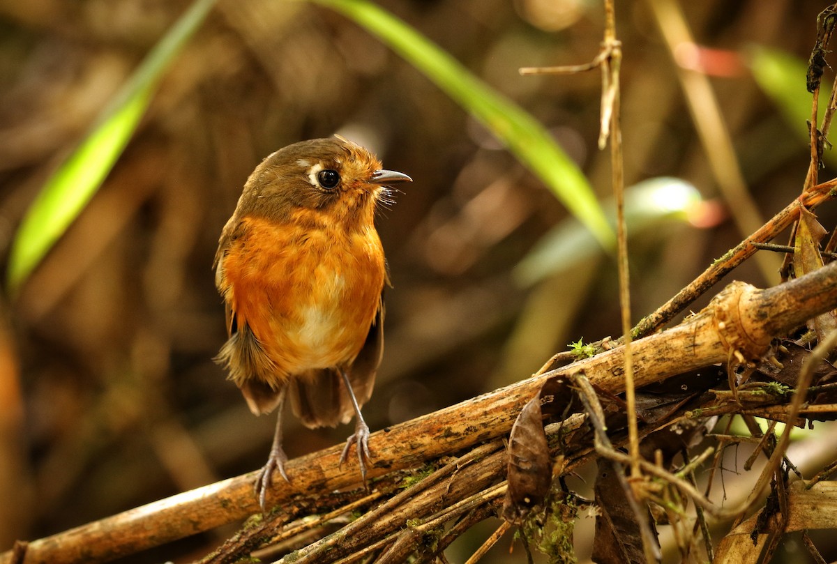 inkamaurpitta - ML646633936