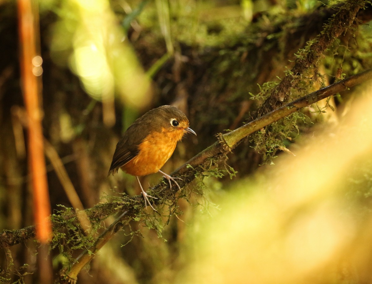 inkamaurpitta - ML646633939