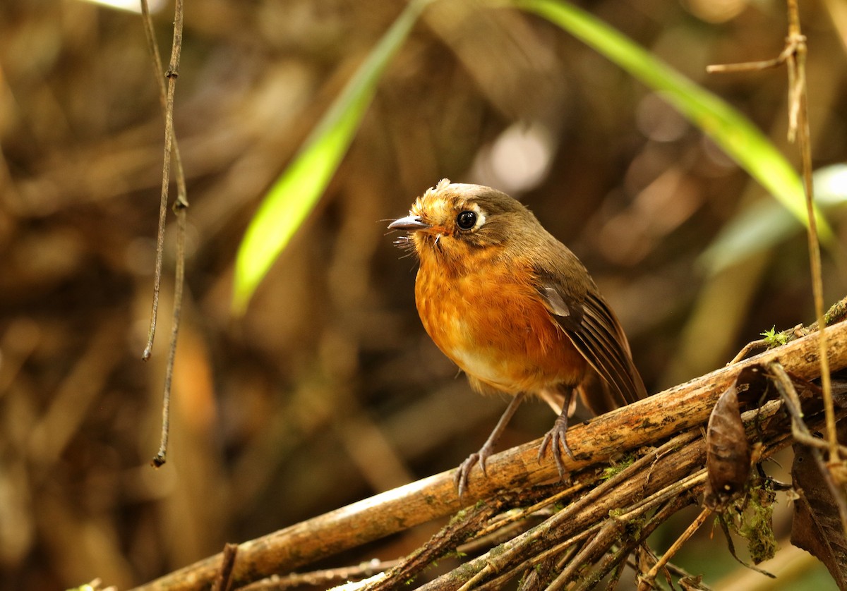 inkamaurpitta - ML646633940