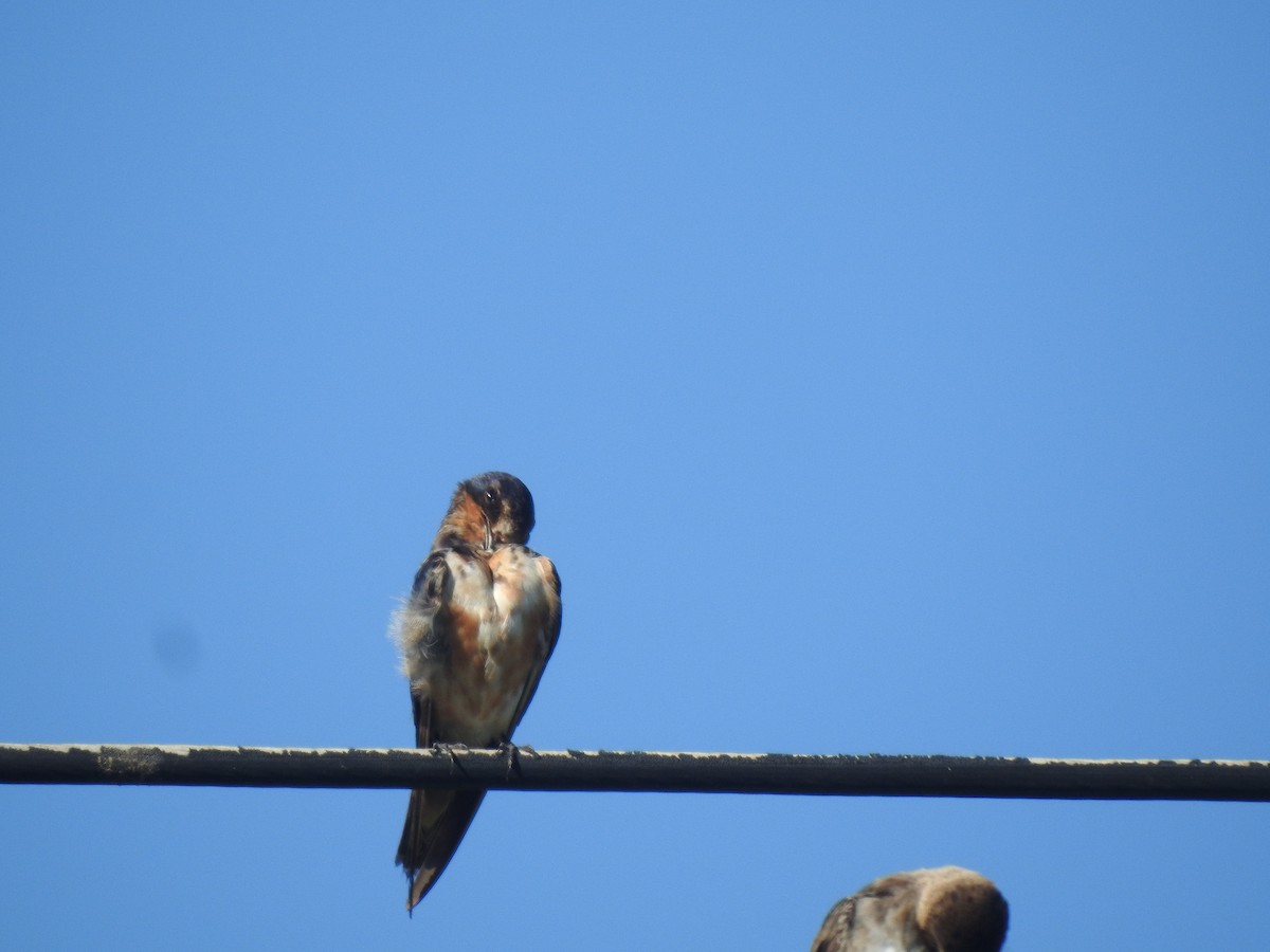 Rauchschwalbe - ML646633943