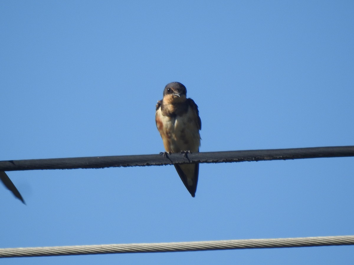 Rauchschwalbe - ML646633944