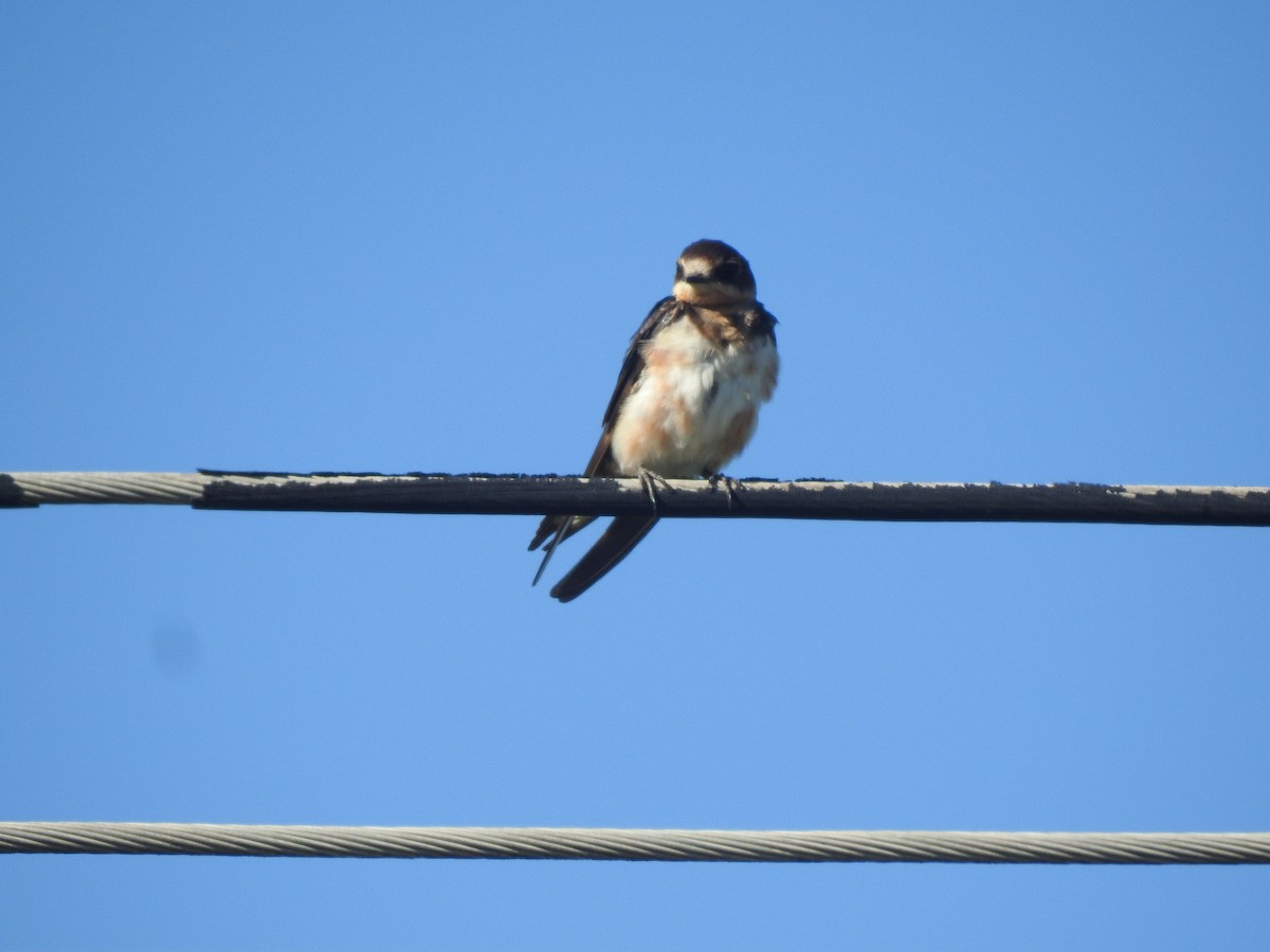 Rauchschwalbe - ML646633945