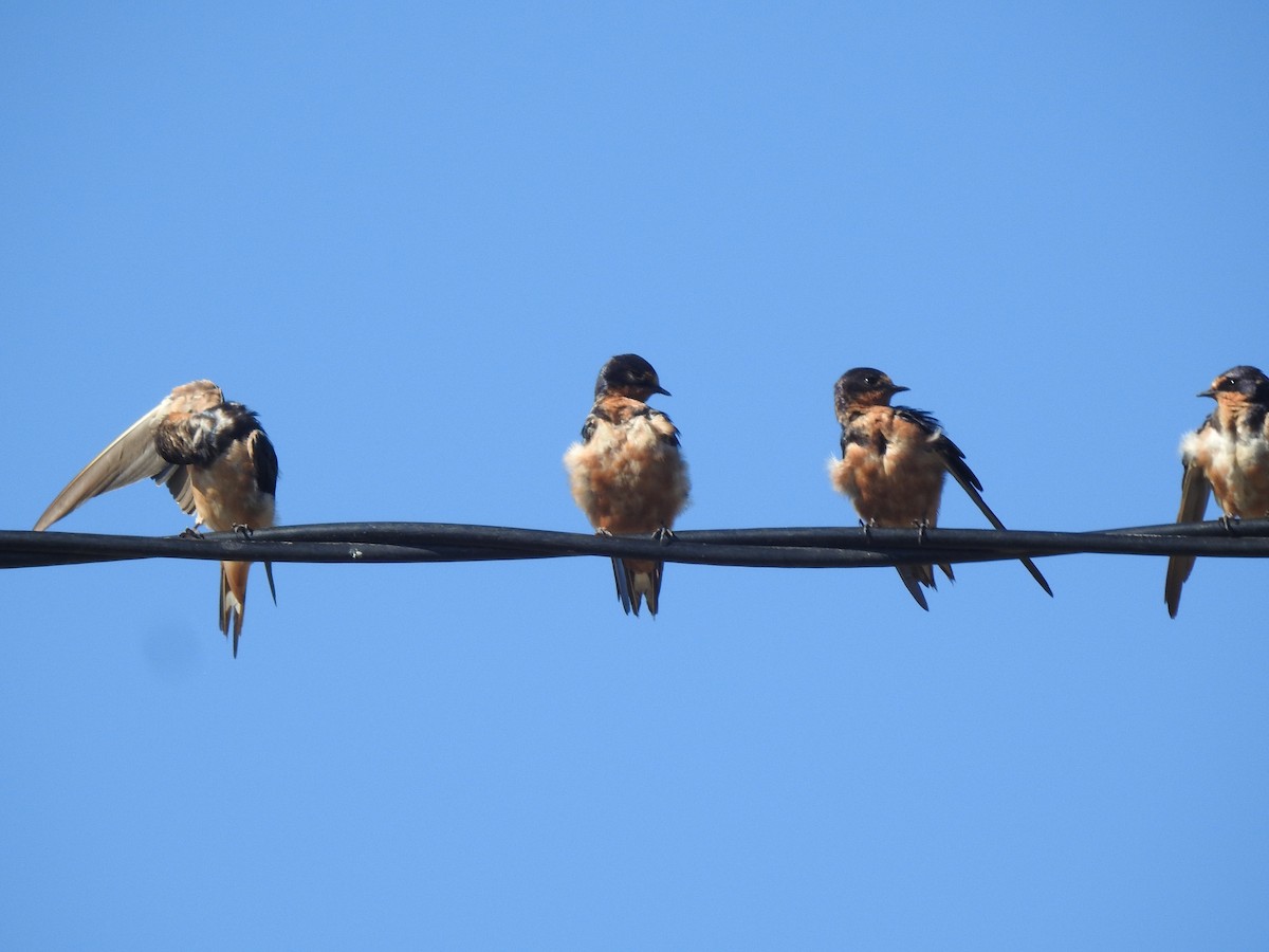 Rauchschwalbe - ML646633946