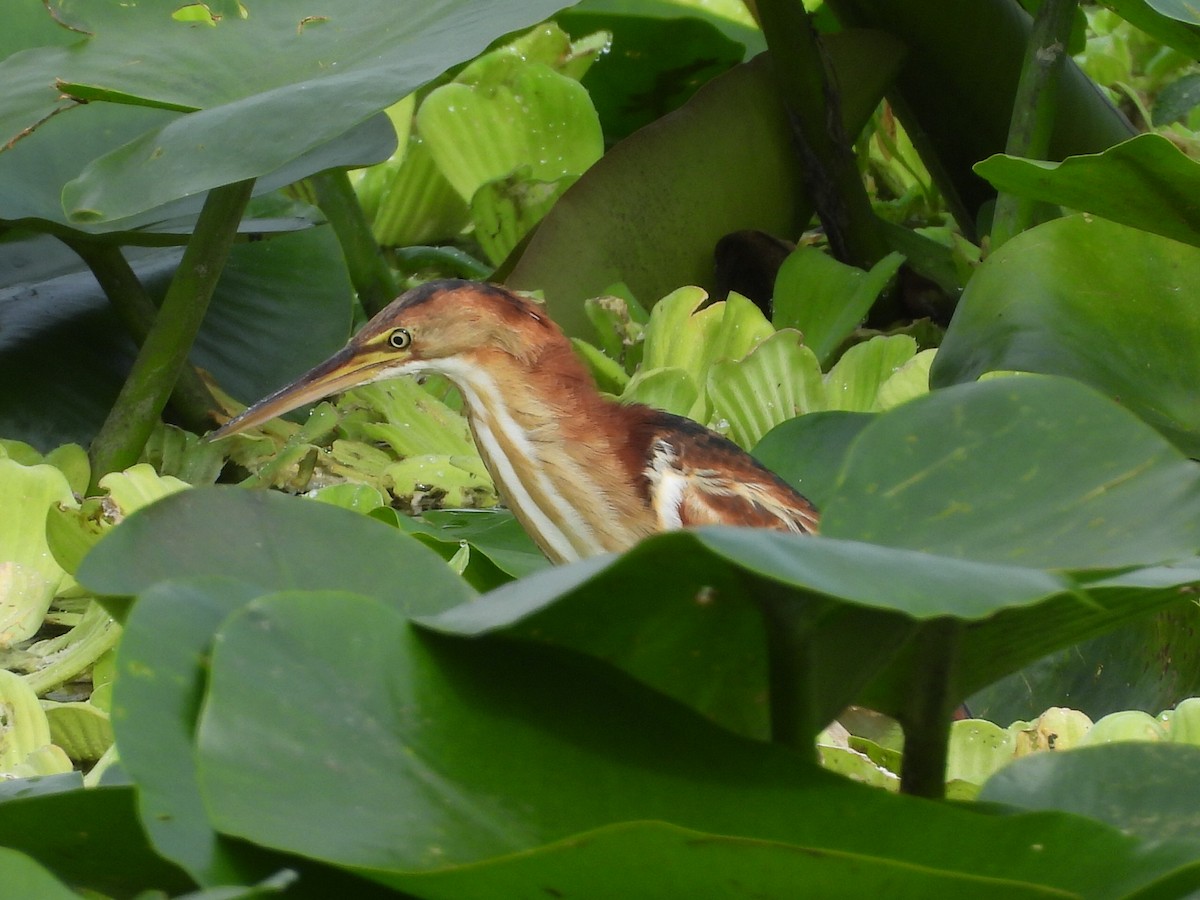 Least Bittern - ML646633948