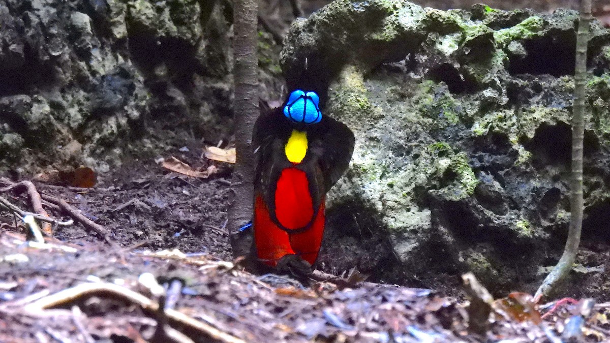 rajka holohlavá - ML646633949