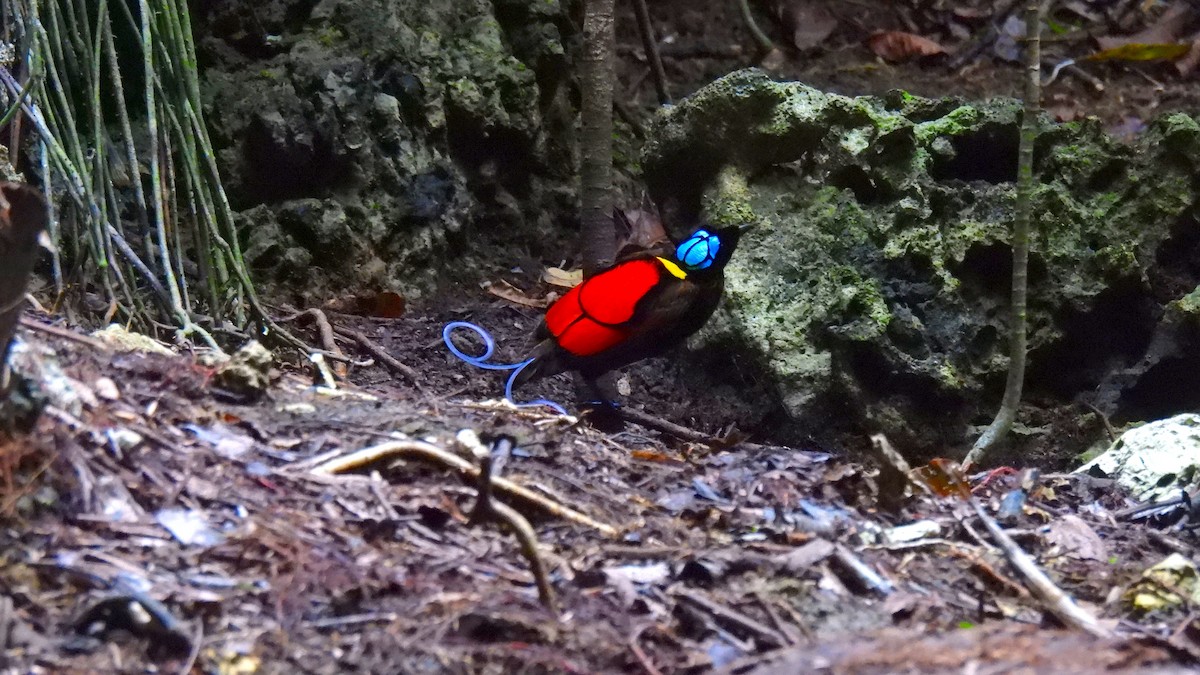 rajka holohlavá - ML646633950