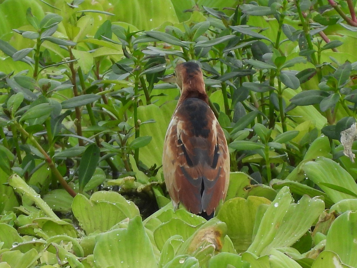 Least Bittern - ML646633953