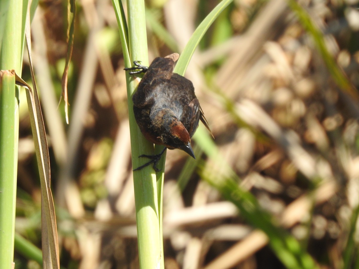 Braunkopfstärling - ML646633955