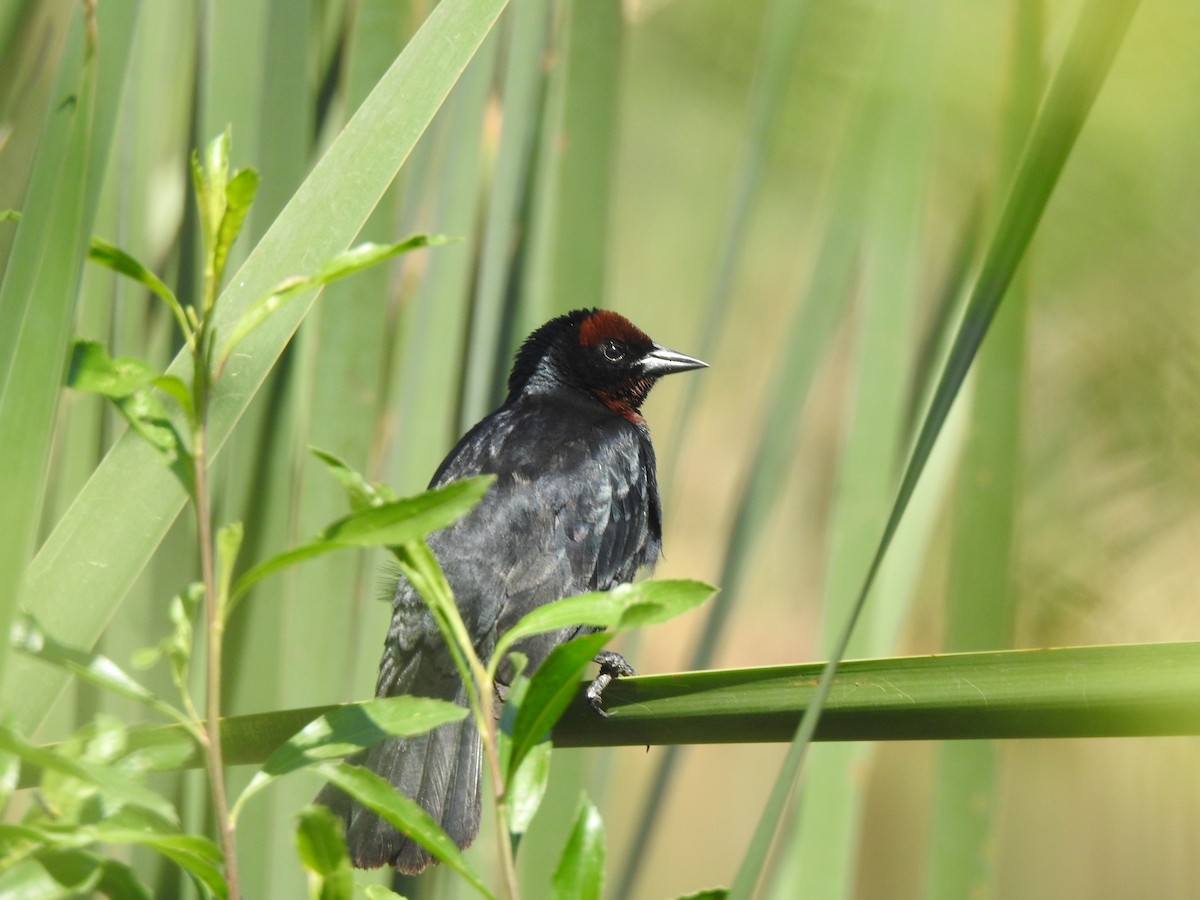 Braunkopfstärling - ML646633956