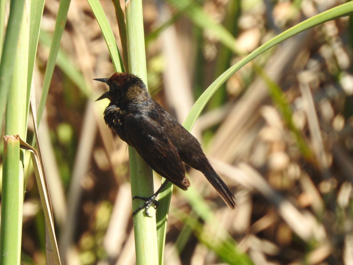 Braunkopfstärling - ML646633957