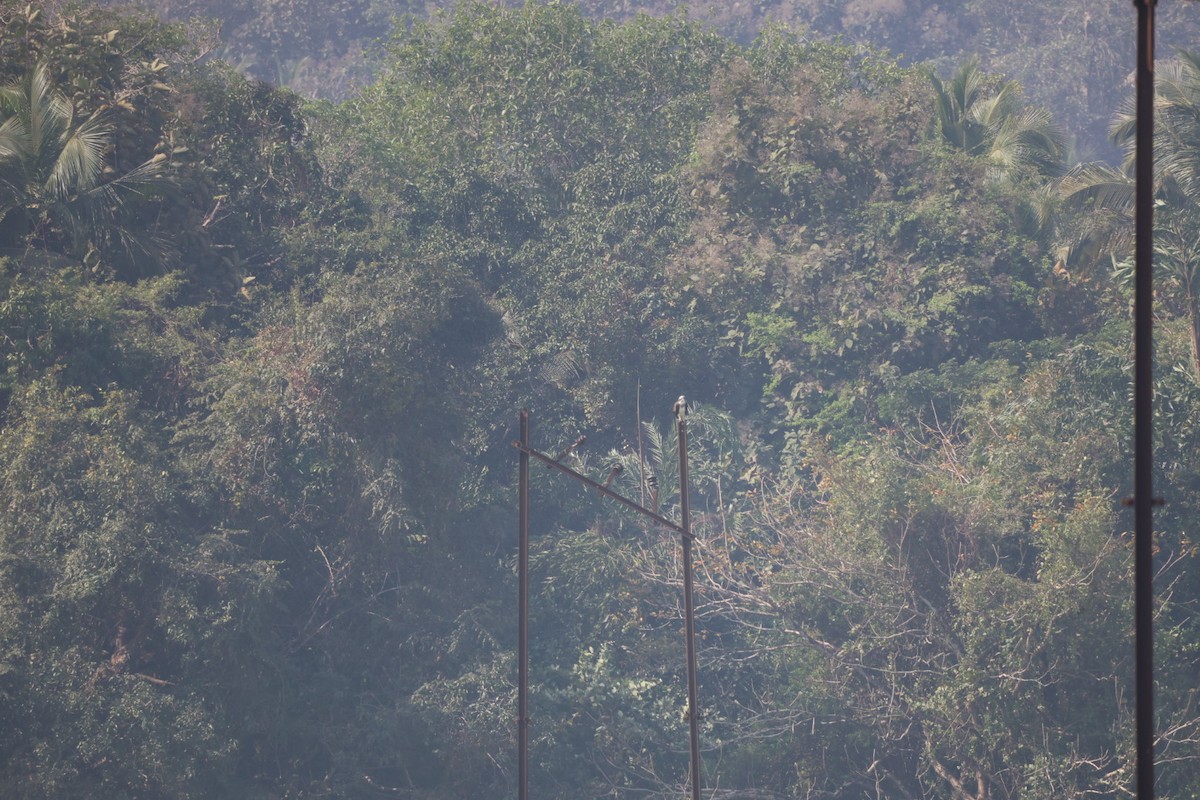 Fischadler - ML646633960