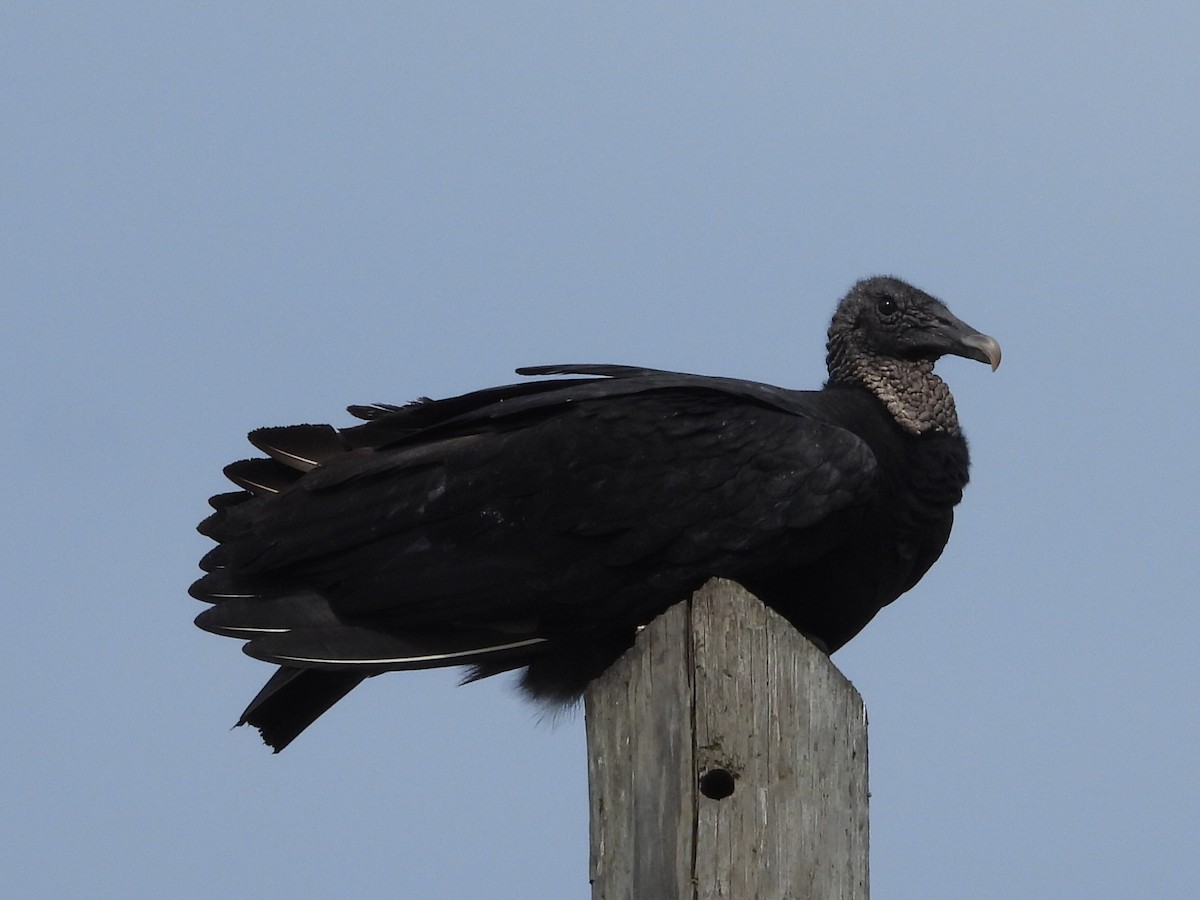 Black Vulture - ML646633964