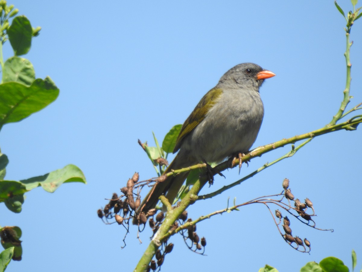 Pampagrastangare - ML646633965