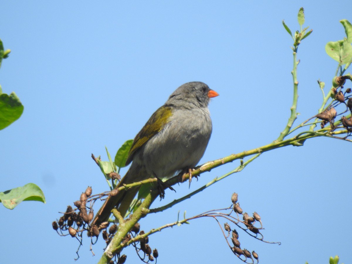 Pampagrastangare - ML646633966