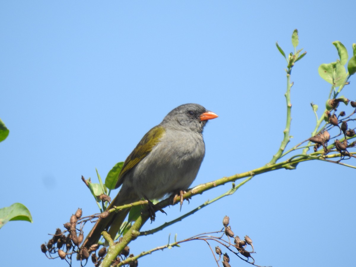 Pampagrastangare - ML646633967