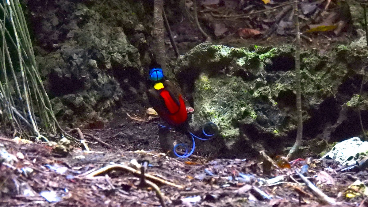 rajka holohlavá - ML646633971