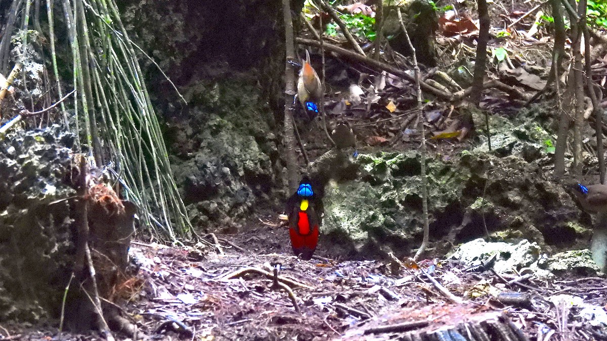 rajka holohlavá - ML646633972