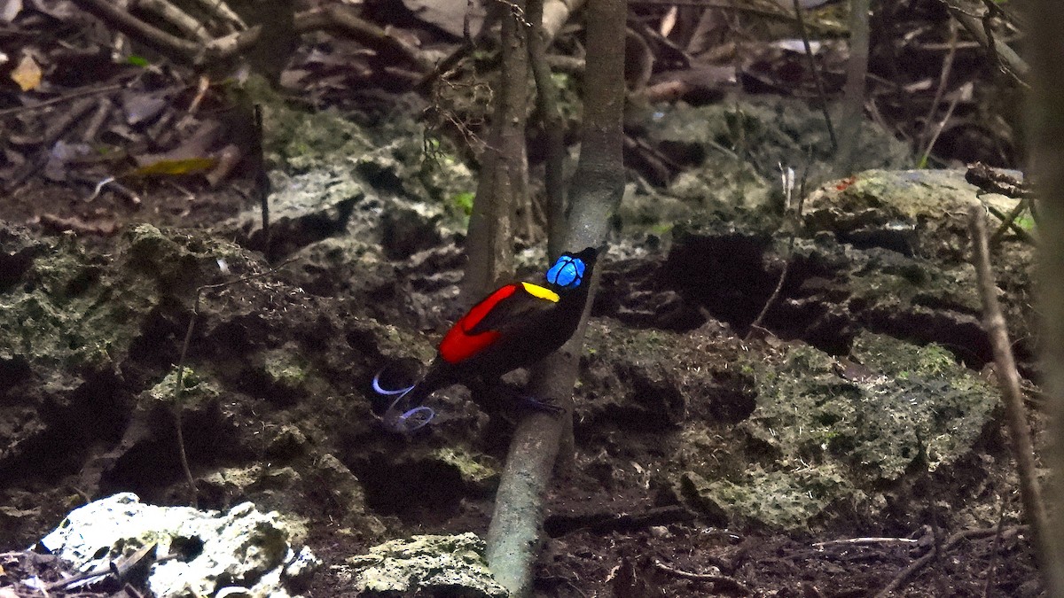 rajka holohlavá - ML646633973