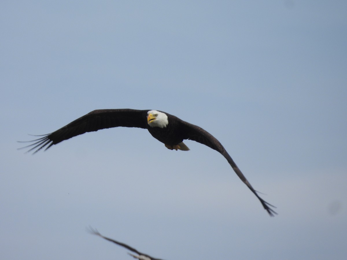 Bald Eagle - ML646633977
