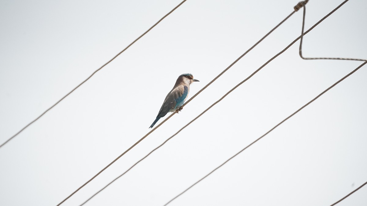 Indian Roller - ML646633980