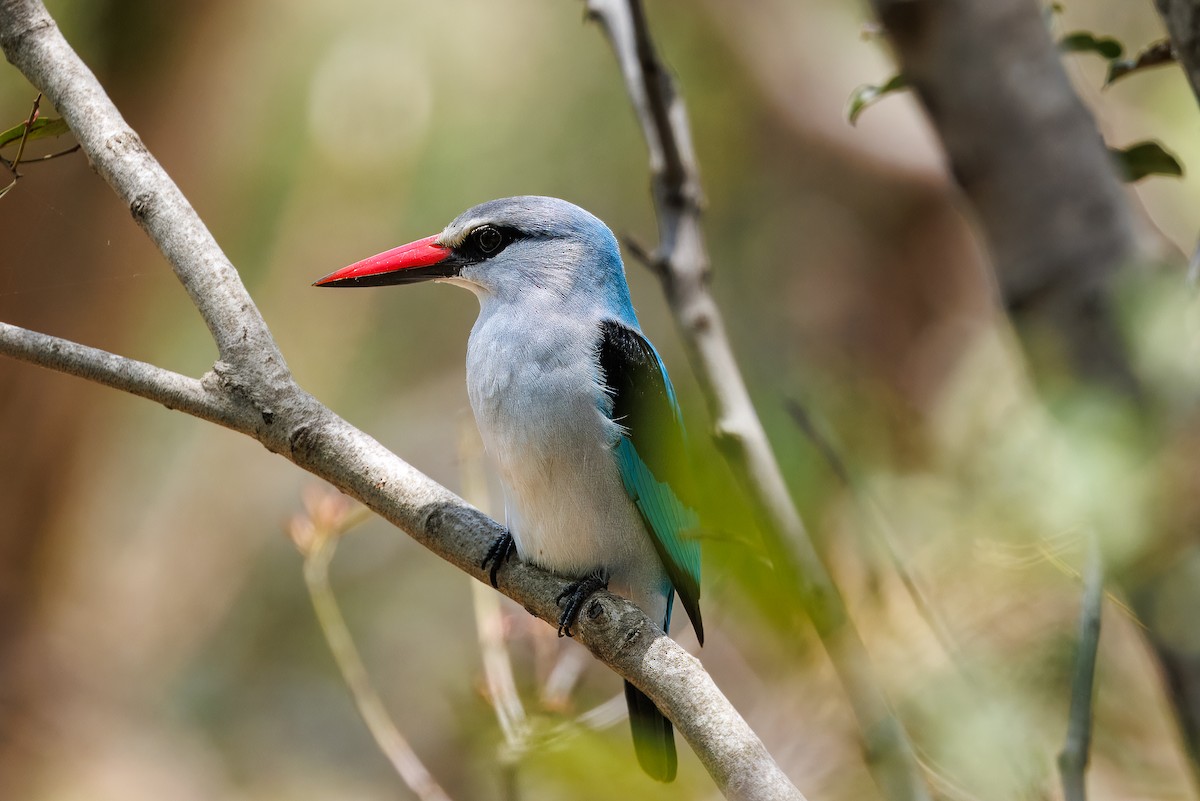 Senegalliest - ML646633983